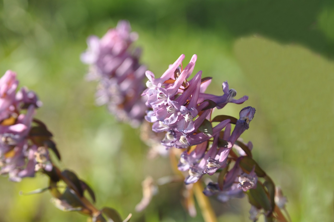 Image of Corydalis solida specimen.