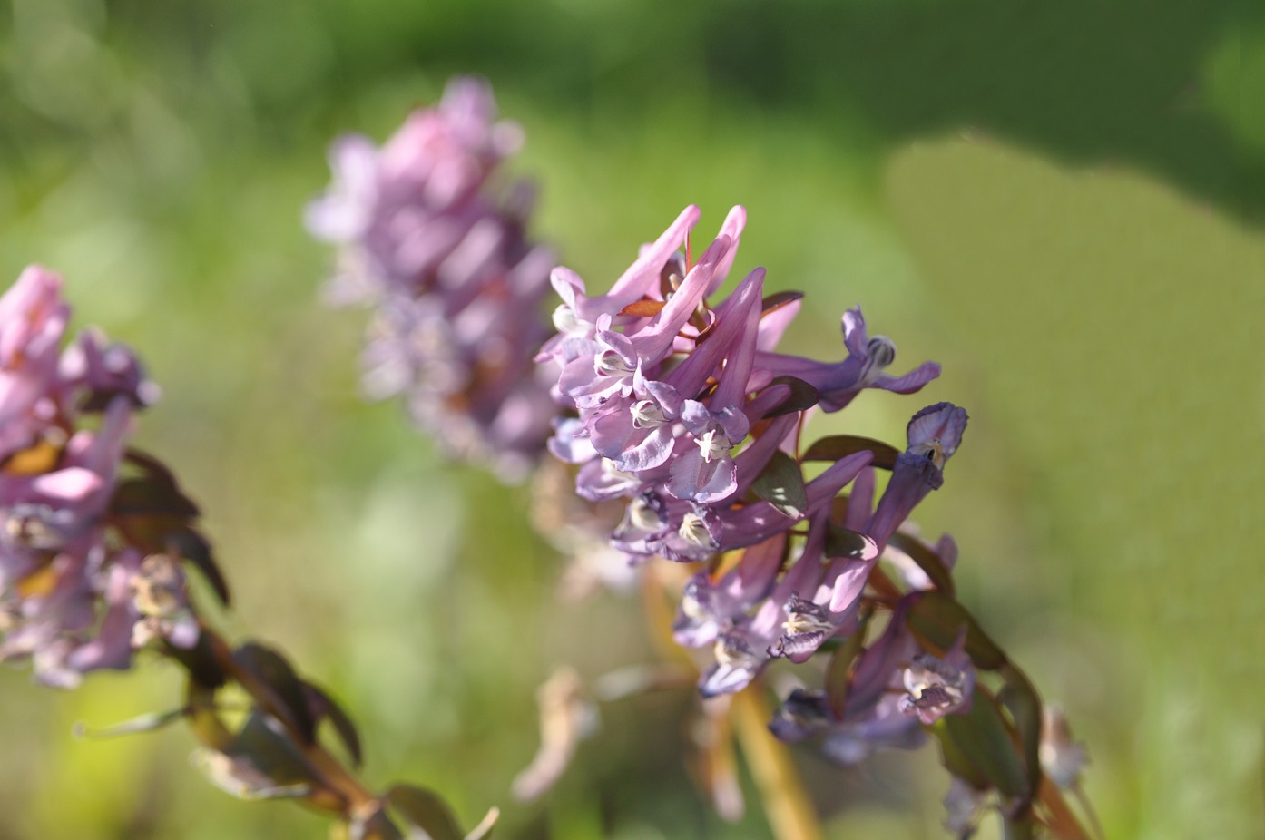 Изображение особи Corydalis solida.