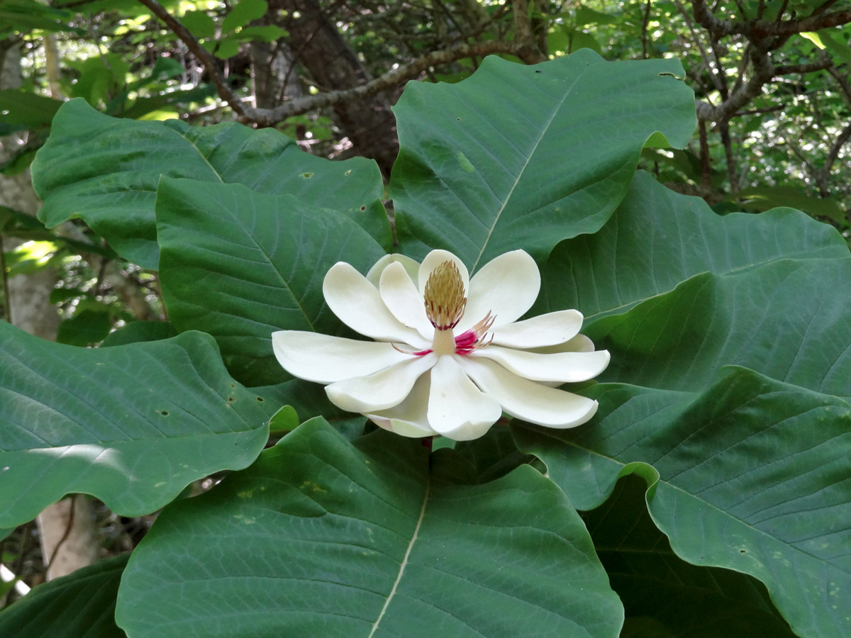 Изображение особи Magnolia hypoleuca.