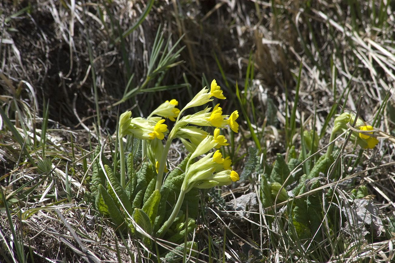 Image of Primula macrocalyx specimen.