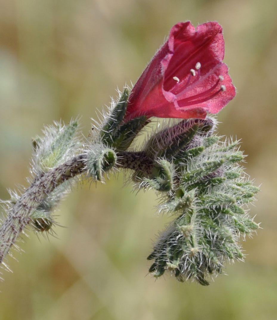 Изображение особи Echium angustifolium.