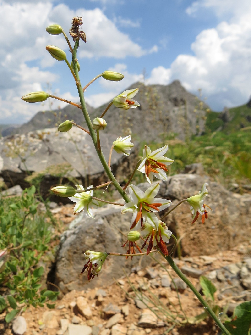 Изображение особи Eremurus soogdianus.