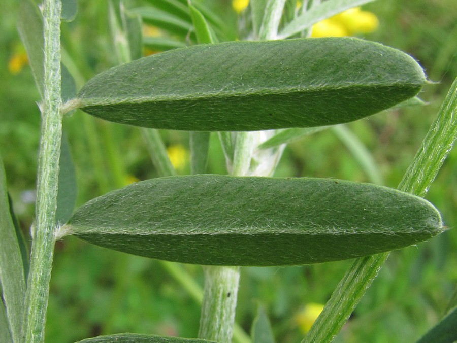 Image of Onobrychis viciifolia specimen.