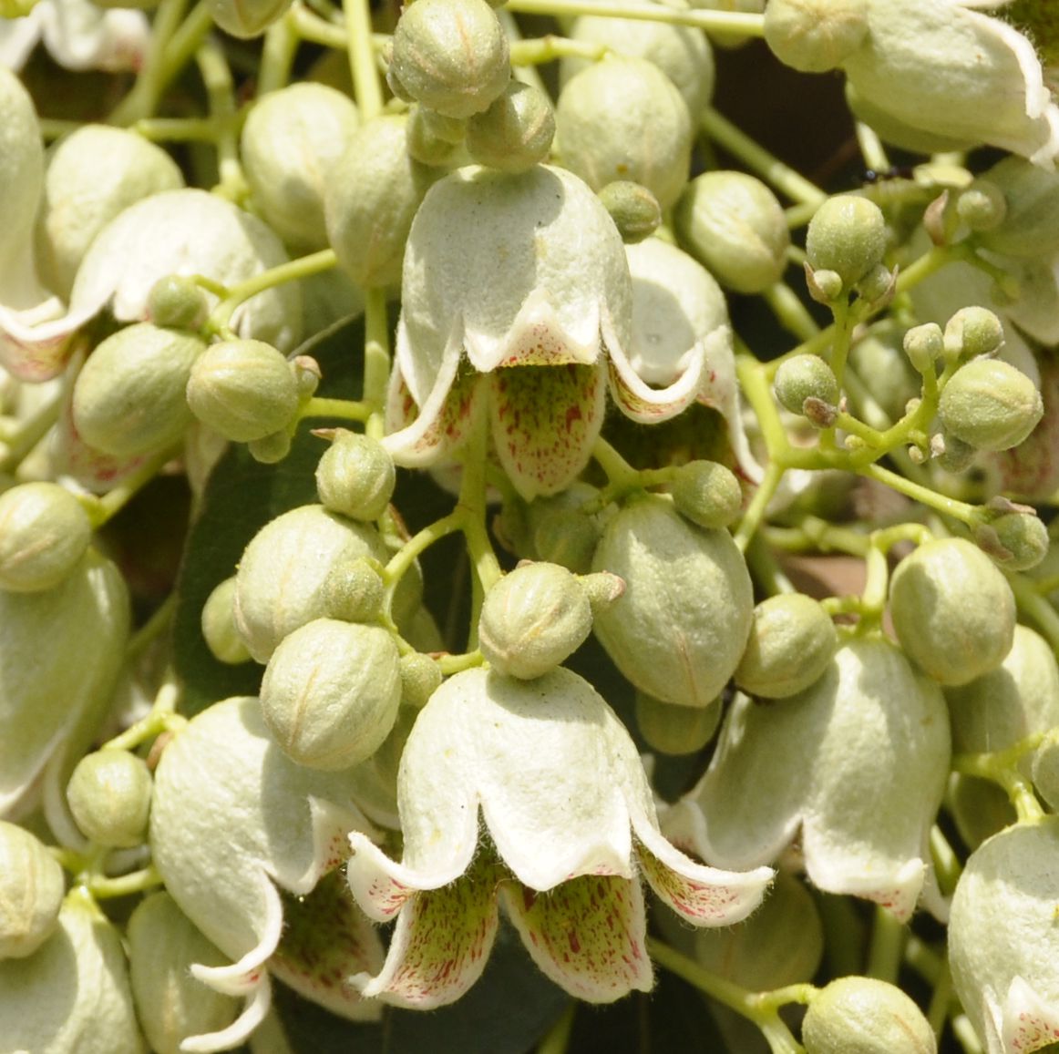 Изображение особи Brachychiton populneus.