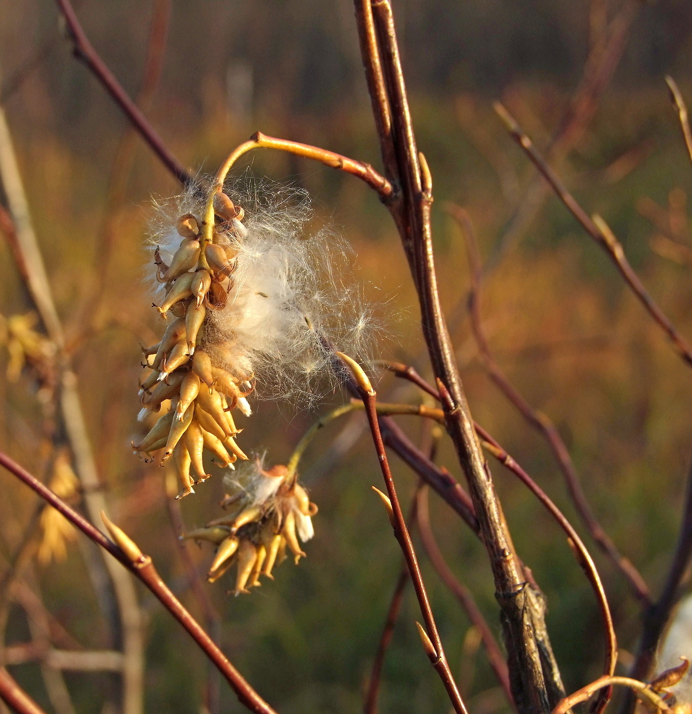 Изображение особи Salix pseudopentandra.