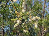 Salix schwerinii. Часть ветви с соплодиями со вскрывающимися зрелыми плодами. Магаданская обл., окр. г. Магадан, мкр-н Снежная Долина, долина р. Дукча, ивняк. 18.06.2017.