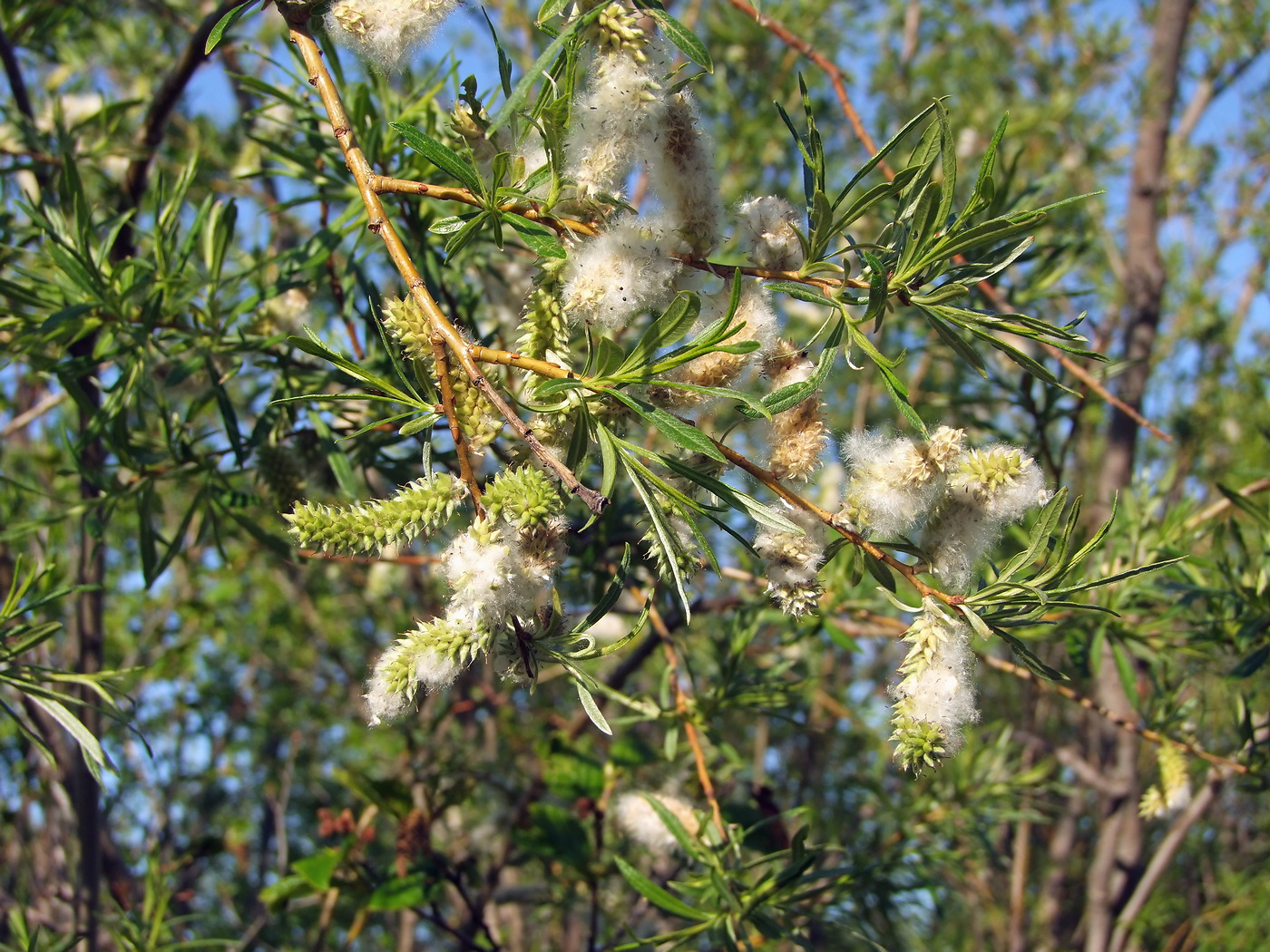 Image of Salix schwerinii specimen.