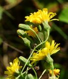 Hieracium robustum