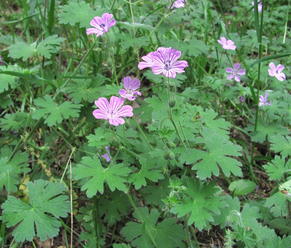 Image of Geranium albanum specimen.