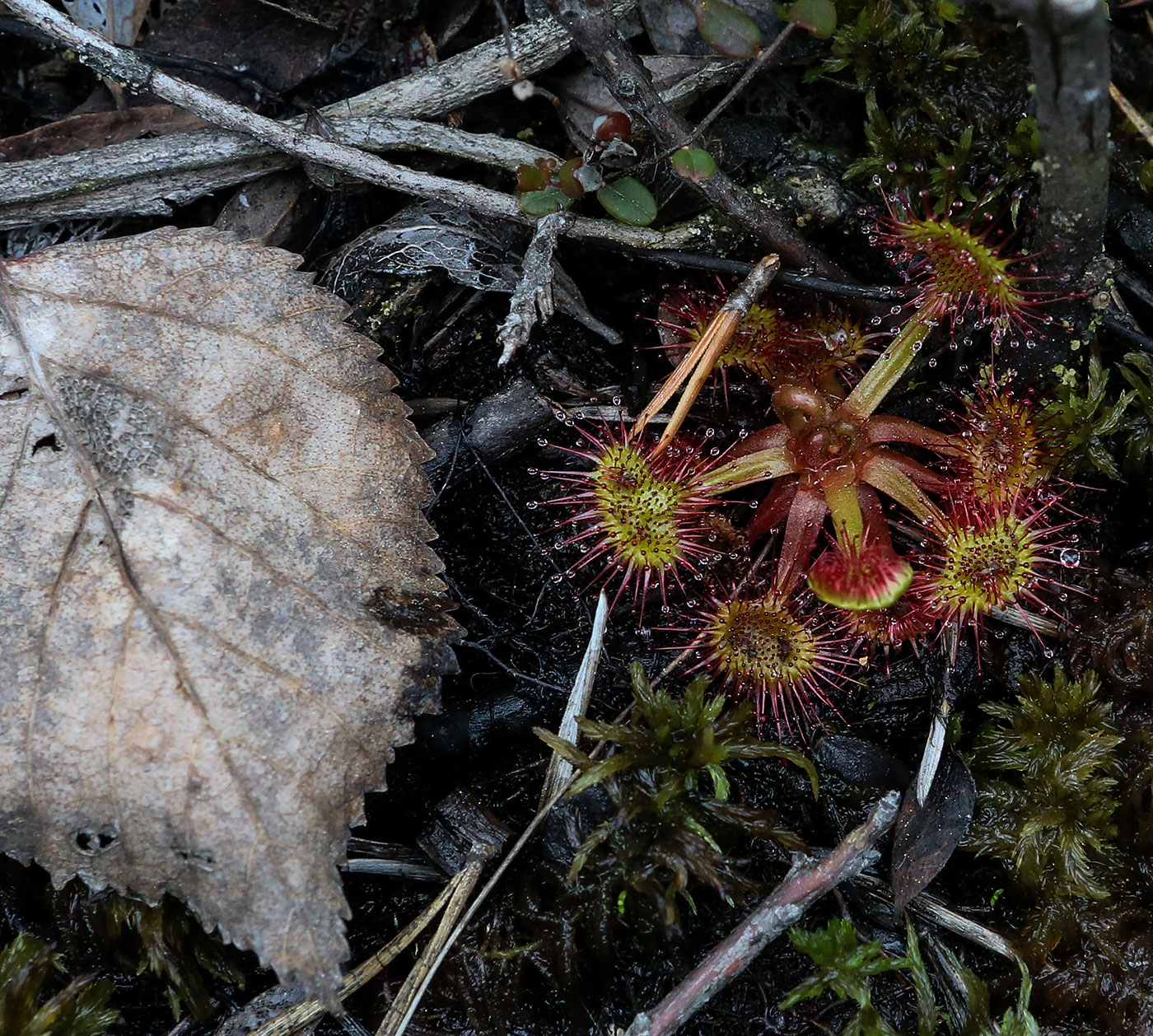 Image of Drosera rotundifolia specimen.