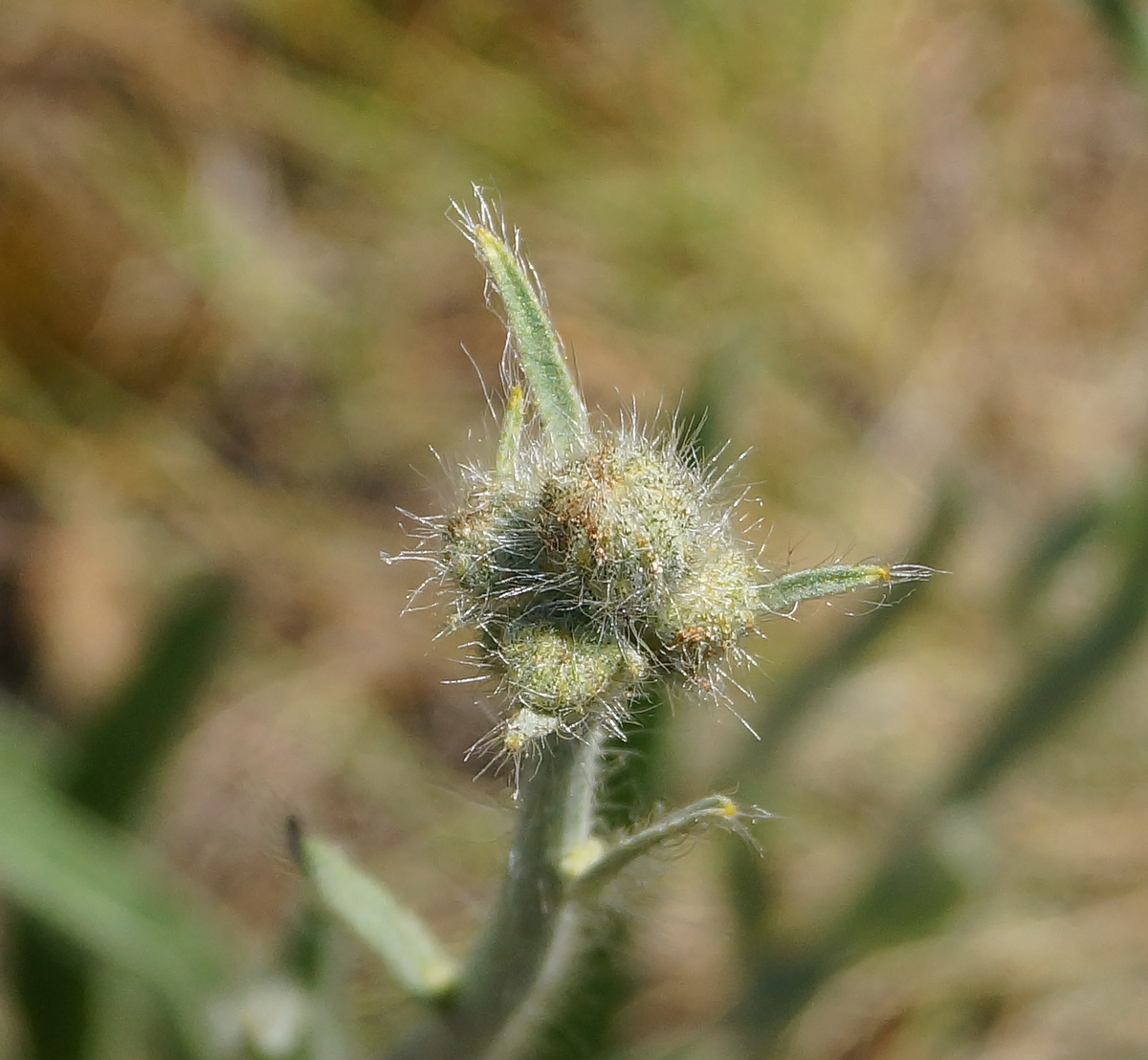 Image of Pilosella procera specimen.