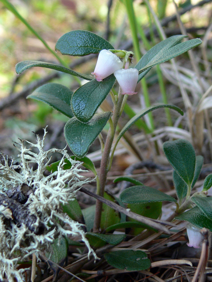 Изображение особи Arctostaphylos uva-ursi.
