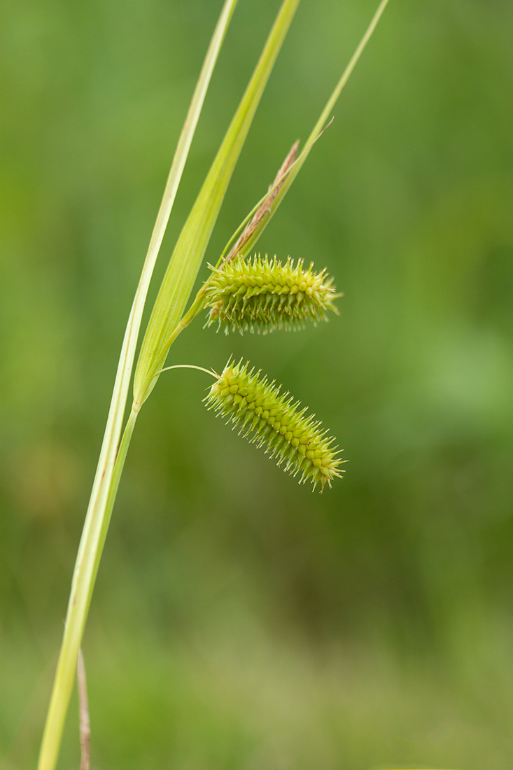 Изображение особи Carex pseudocyperus.