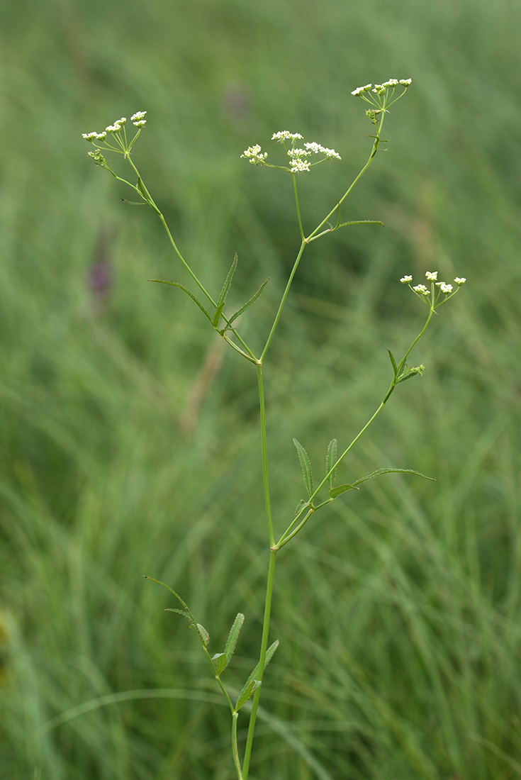 Image of Sium tenue specimen.