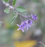 Solanum pseudopersicum. Соцветие. Республика Северная Осетия-Алания, окр. с. Нижний Ларс, берег р. Терек, обочина дороги. 30.07.2018.