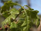 Quercus petraea. Верхушка ветки с женским соцветием. Молодые побеги заметно более опушённые, чем они будут через месяц. Крым, Бахчисарайский р-н, окр. с. Трудолюбовка. 05.05.2010.