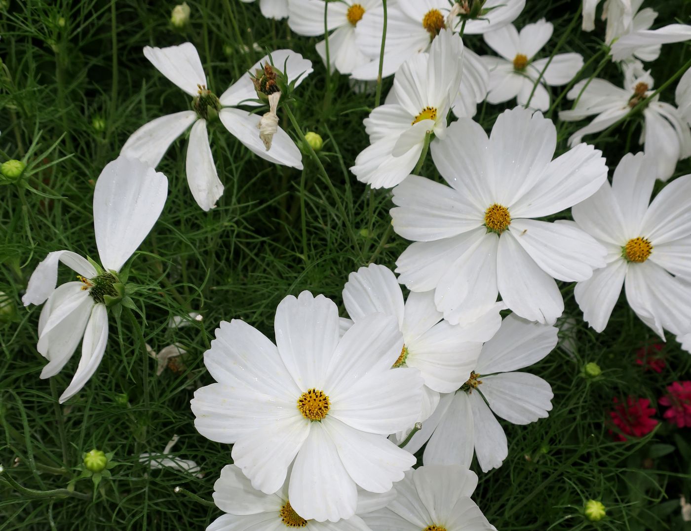 Изображение особи Cosmos bipinnatus.