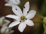 Allium subhirsutum