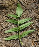 Sium latifolium. Лист с аномальной верхушкой (вид на абаксиальную поверхность). Восточный Казахстан, г. Усть-Каменогорск, правый берег р. Иртыш, влажный, луг. 30.07.2018.
