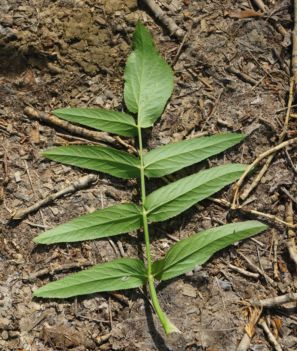 Изображение особи Sium latifolium.