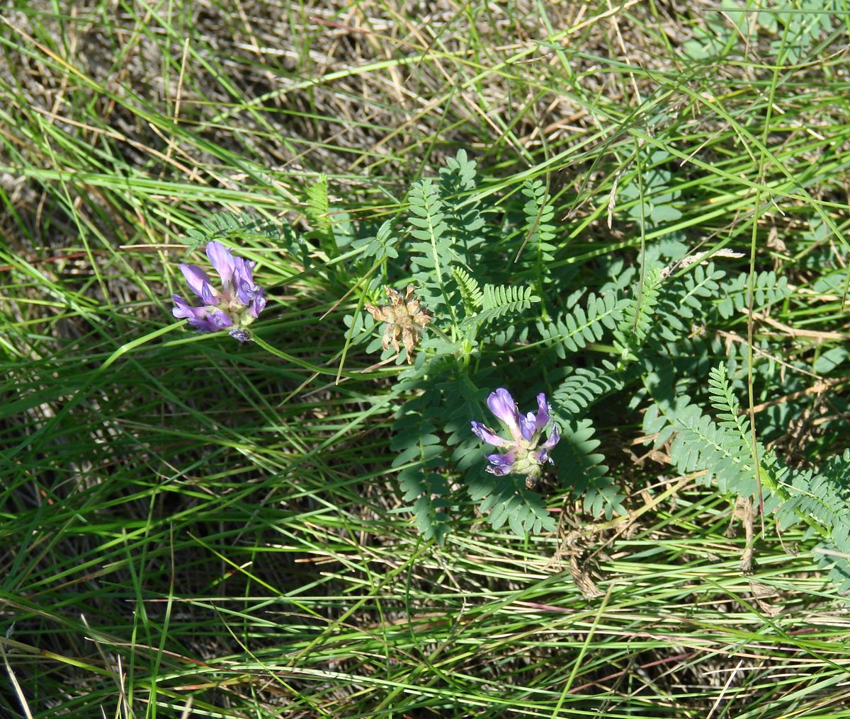 Изображение особи Astragalus adsurgens.