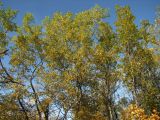Salix udensis