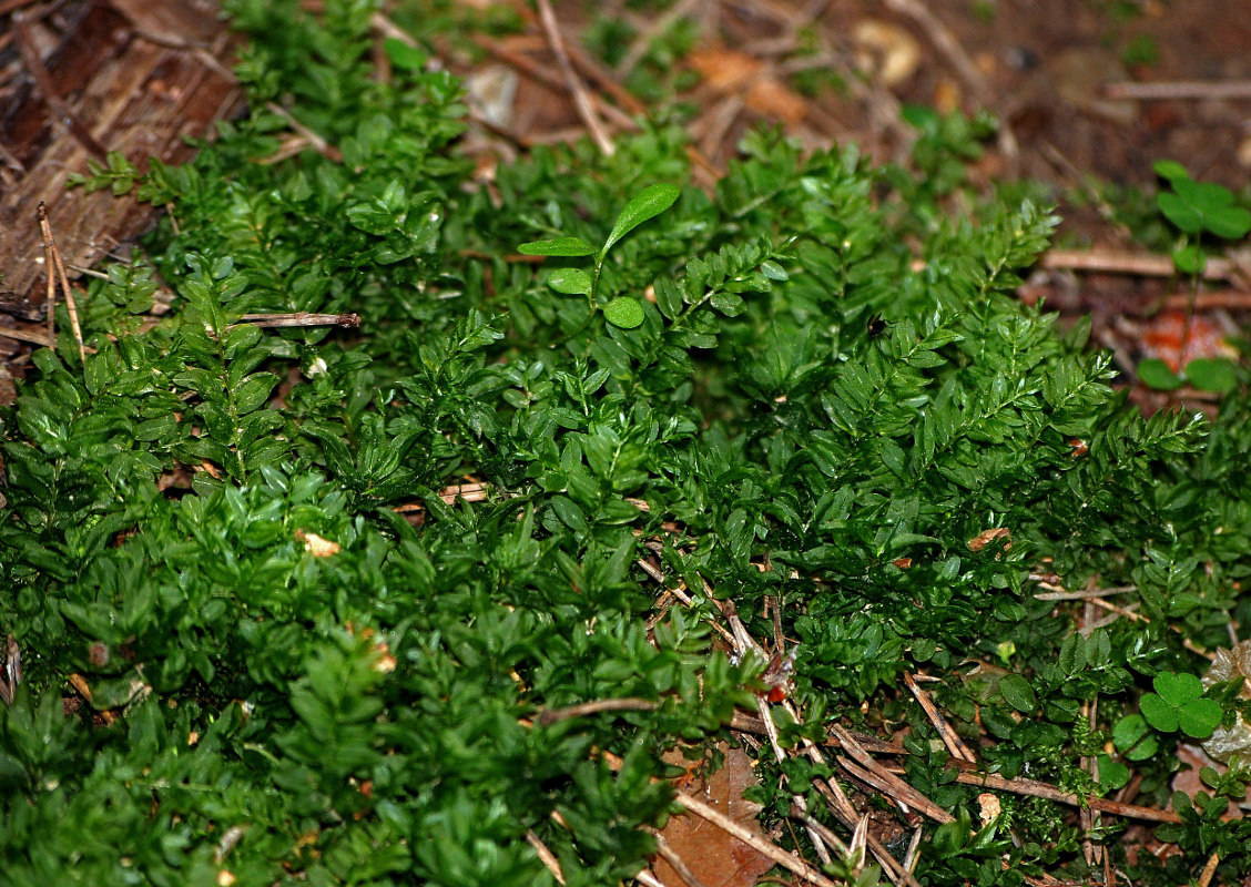 Image of genus Plagiomnium specimen.