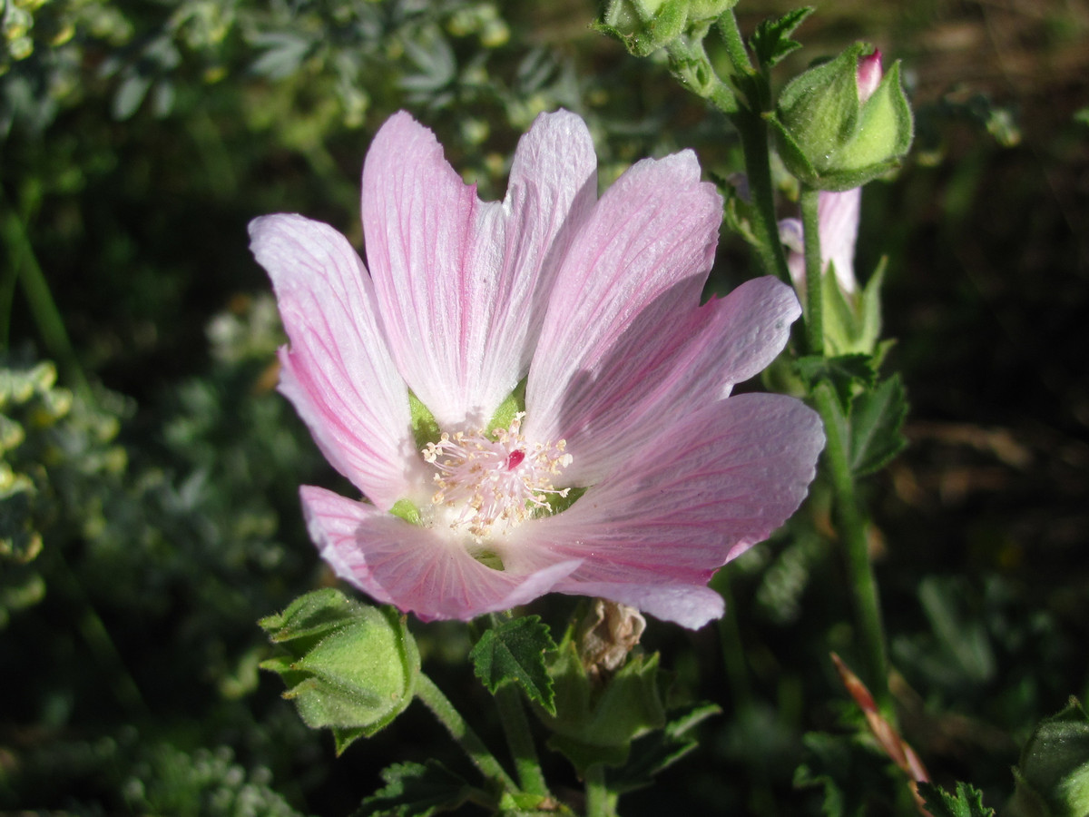 Image of Malva thuringiaca specimen.