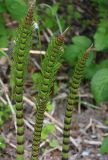 Equisetum telmateia. Верхушки вегетативных побегов. Северная Осетия, север Осетинской равнины, правобережье р. Урсдон. 09.05.2010.