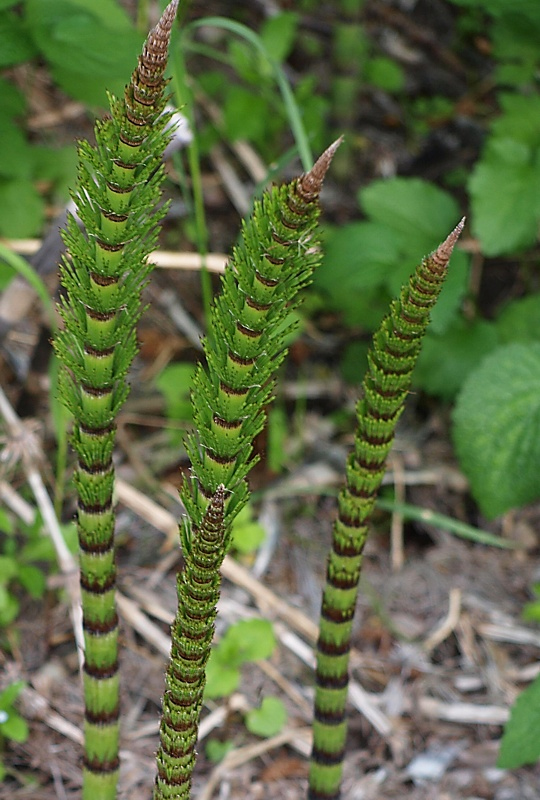 Изображение особи Equisetum telmateia.