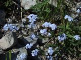 Myosotis asiatica