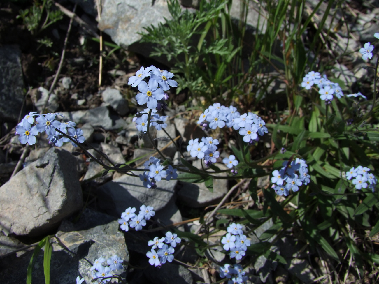 Image of Myosotis asiatica specimen.