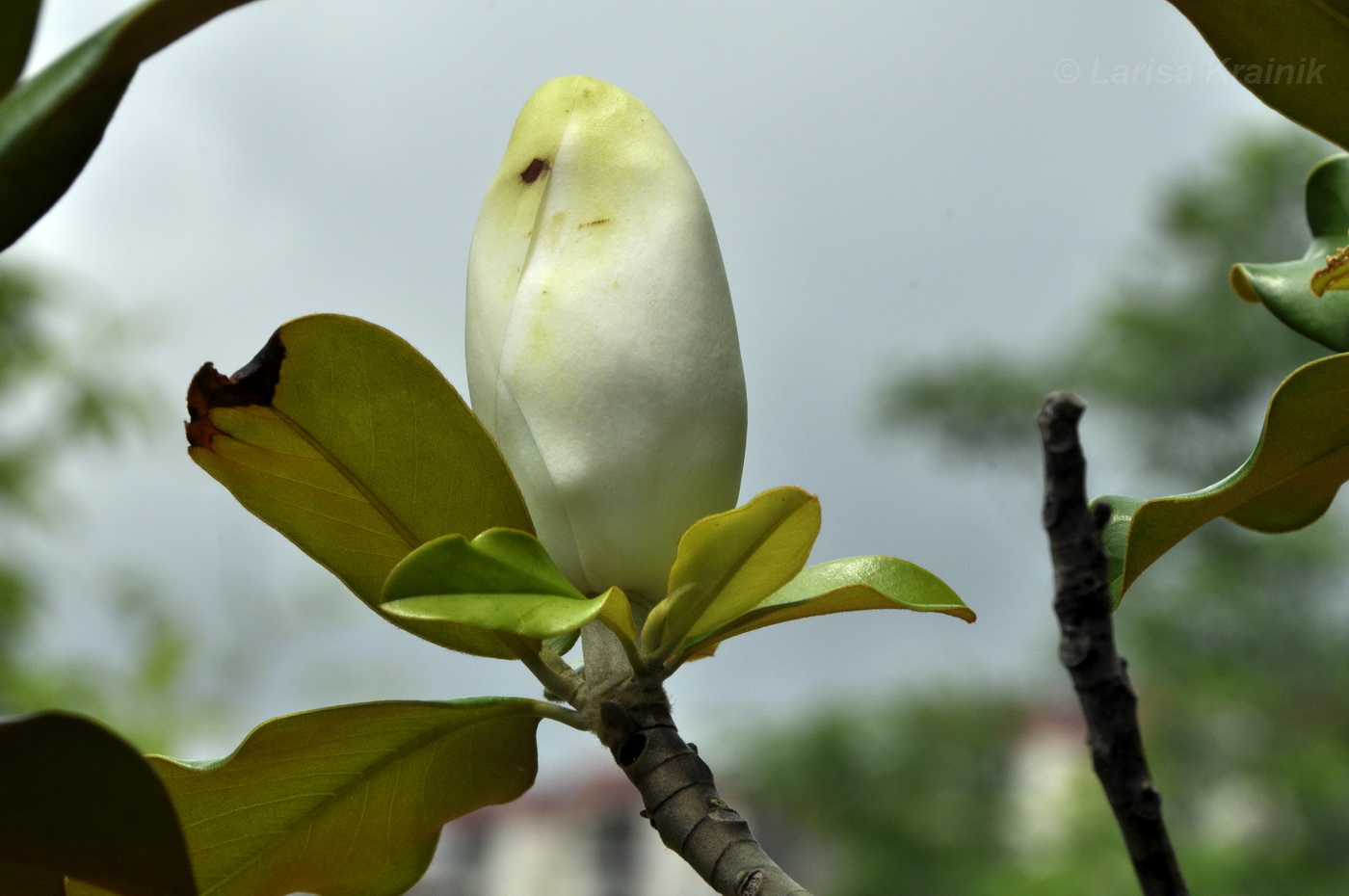 Изображение особи Magnolia grandiflora.