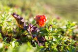 Rubus chamaemorus. Плодоносящее растение. Мурманская обл., окр. пос. Дальние Зеленцы, дёреново-вороничная тундра. 28.07.2018.
