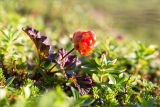 Rubus chamaemorus. Плодоносящее растение. Мурманская обл., окр. пос. Дальние Зеленцы, дёреново-вороничная тундра. 28.07.2018.