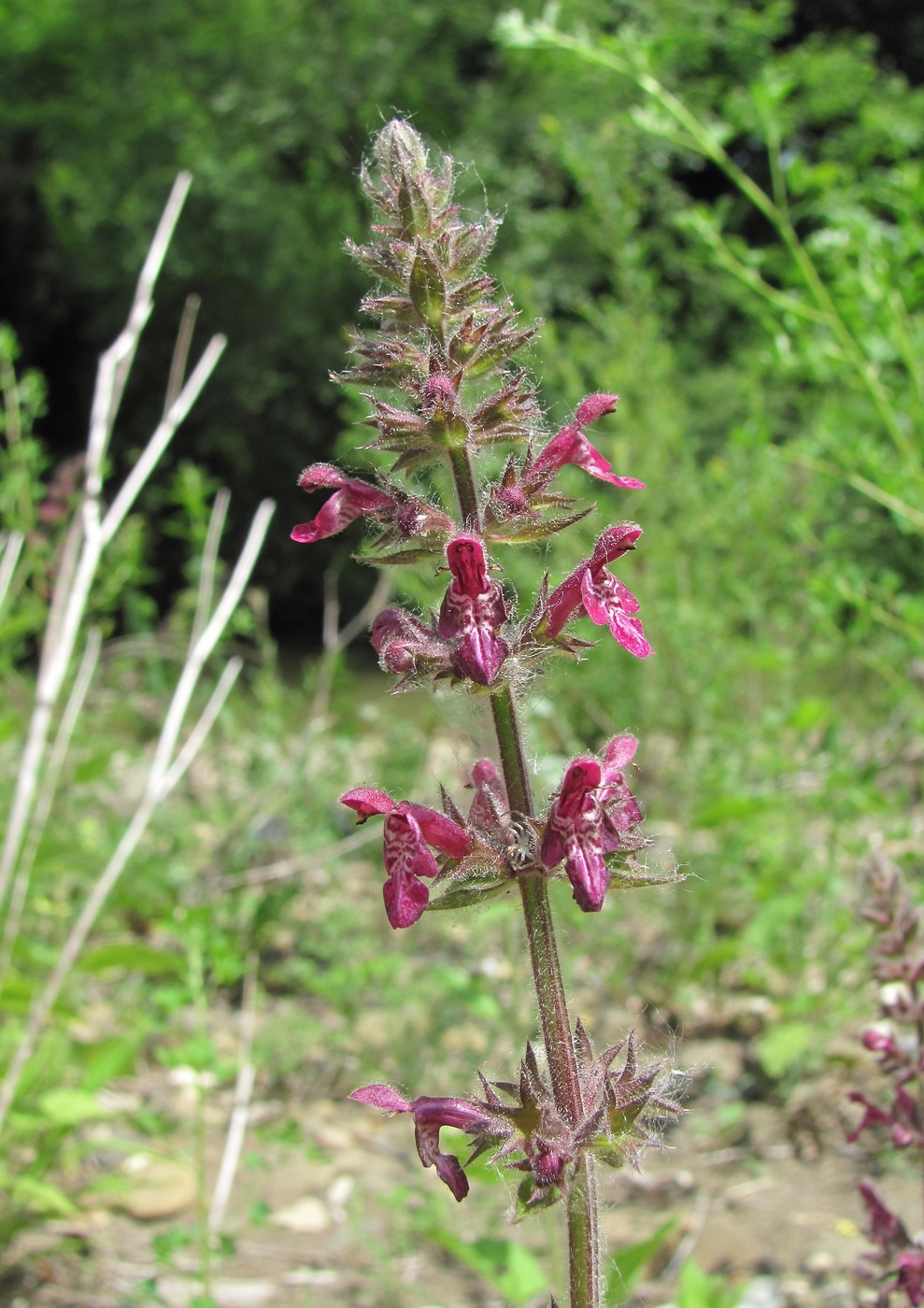 Image of Stachys sylvatica specimen.