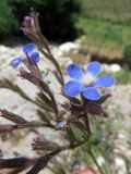 Anchusa azurea. Часть соцветия. Казахстан, Южно-Казахстанская обл., Сырдарья-Туркестанский государственный региональный природный парк, Боралдайский филиал, дол. р. Боралдай. 26.05.2018.