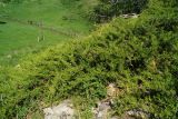 Juniperus sabina. Взрослые растения с шишкоягодами. Казахстан, Восточно-Казахстанская обл., Кокпектинский р-н, 25 км в горы от с. Пантелеймоновка, 1000 м н.у.м., каменистая сопка. 16.06.2016.