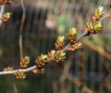 Hippophae rhamnoides. Часть побега мужского растения с цветочными почками. Московская обл., Раменский р-н, пос. Ильинский, в культуре на дачном участке. 01.05.2017.