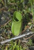 Listera ovata