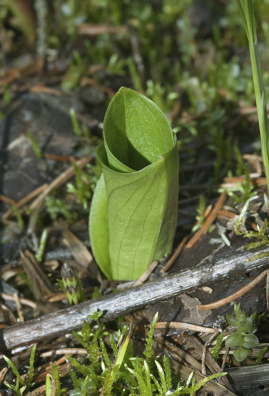 Image of Listera ovata specimen.