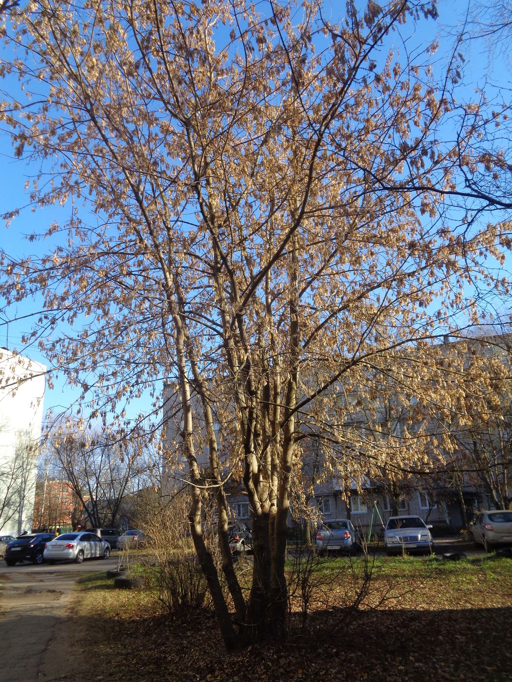 Image of Acer negundo specimen.