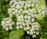 Berula erecta