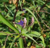 Ruellia simplex. Верхушка растения с бутонами. Турция, Анталья, Аланья, в городском озеленении. 20.08.2018.