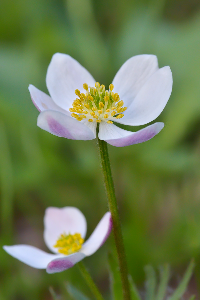 Image of Anemonastrum speciosum specimen.