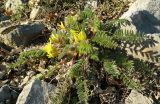 Astragalus utriger
