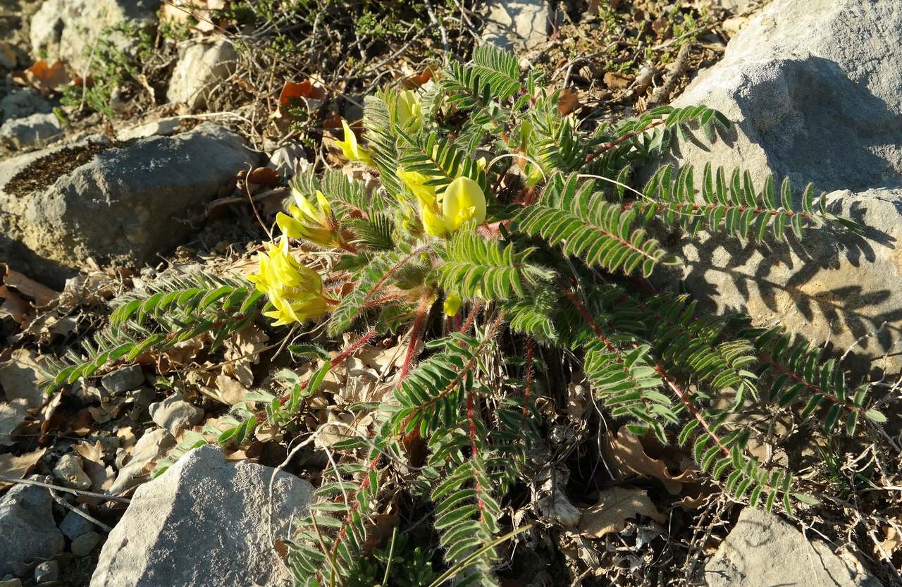 Изображение особи Astragalus utriger.