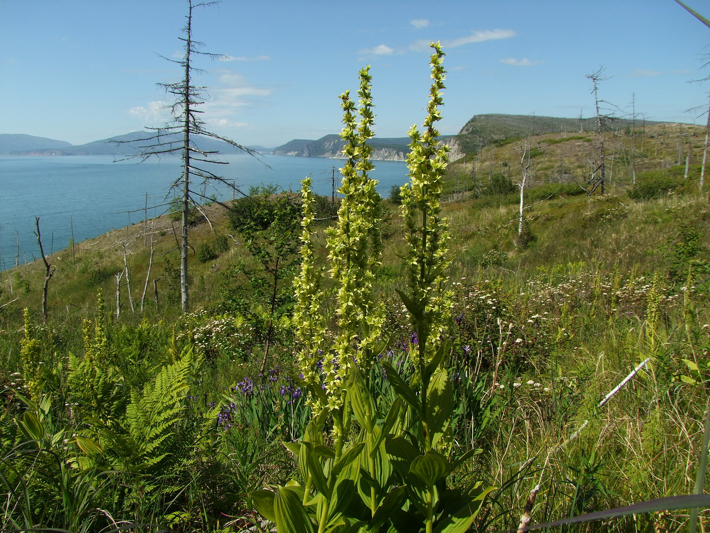 Image of Veratrum oxysepalum specimen.