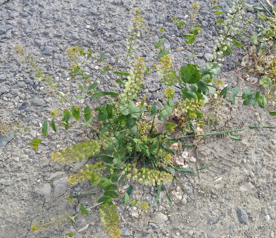 Image of Lepidium perfoliatum specimen.