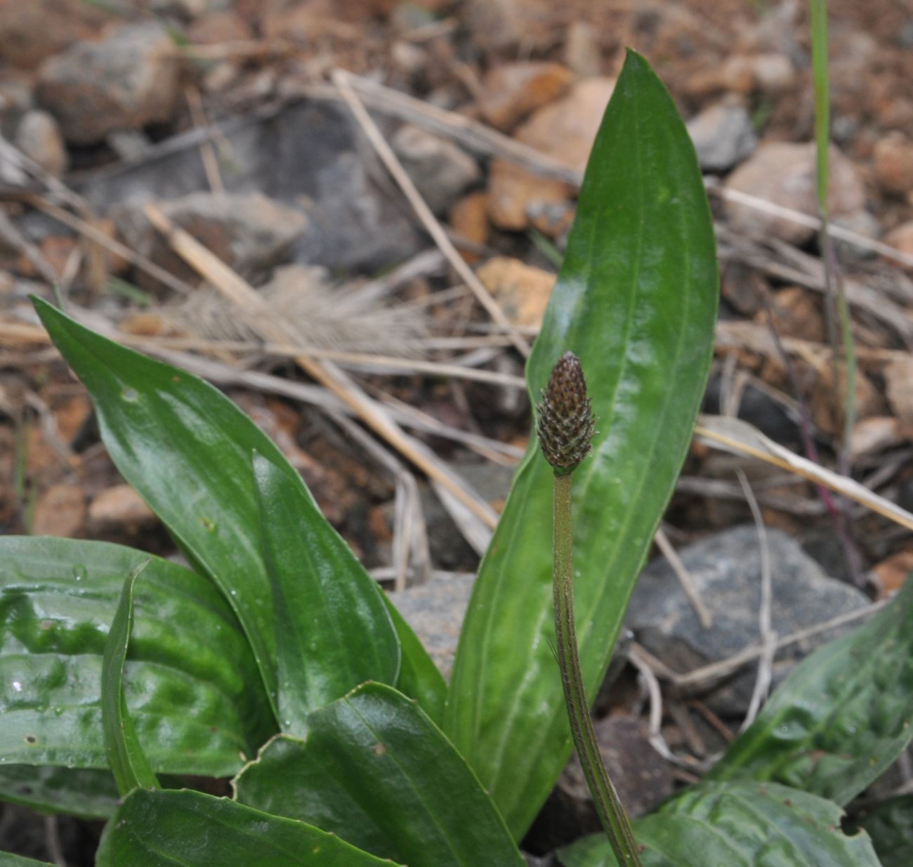 Изображение особи Plantago lanceolata.